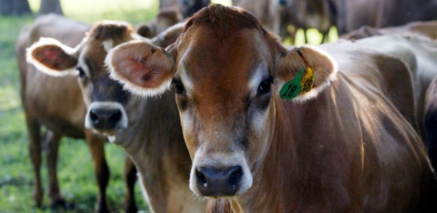 Mini Cattle for Sale in Central Florida