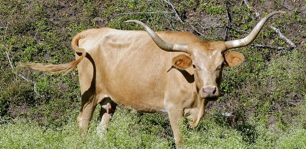 615_Texas_Longhorn_Cow_Wikipedia.jpg