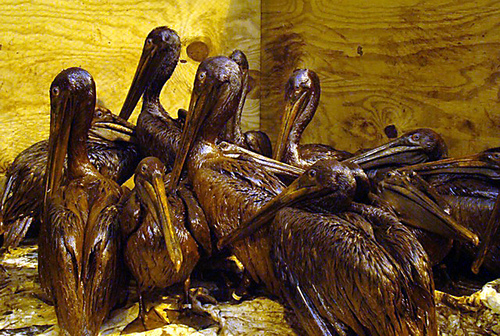 Gulf-Oiled-Pelicans-June-3-2010.jpg