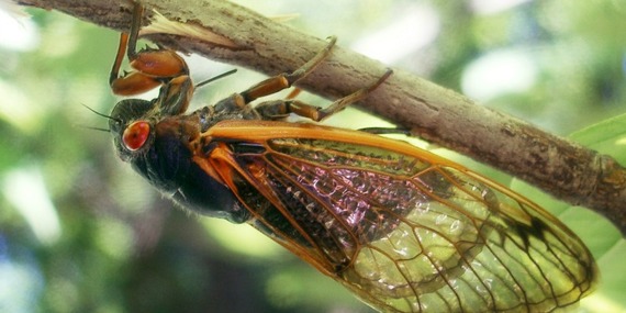 800 cicada.jpg