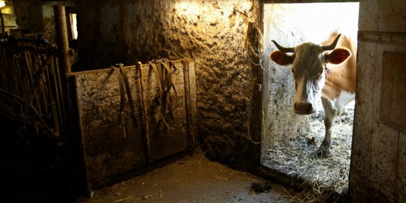 800 cow window.jpg