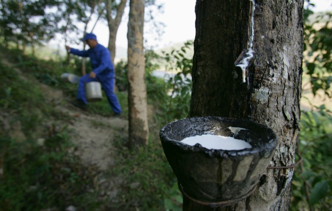 Cultivating Rubber Trees for Natural Latex - Tree Plantation