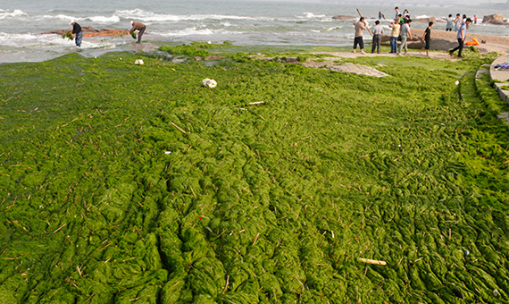 seaweedrizhao2.png