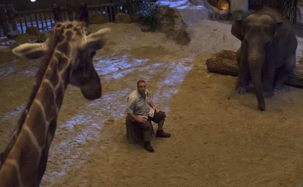 animal stars tragedy.jpg