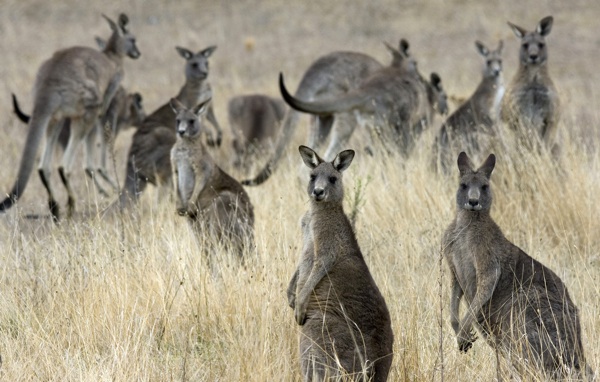 kangaroo.jpg