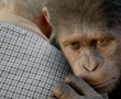 rise of planet of the apes 110 review.jpg