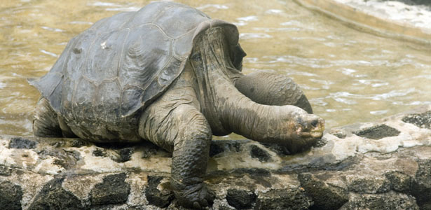 A Poet Remembers Lonesome George, Giant Tortoise and 'Emblem of Despair ...