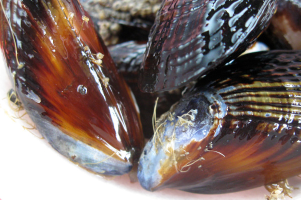 8_mussels.jpg