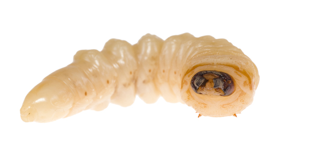 Maggot Therapy: How Sterile Little Bugs Speed Cleaning of Wounds