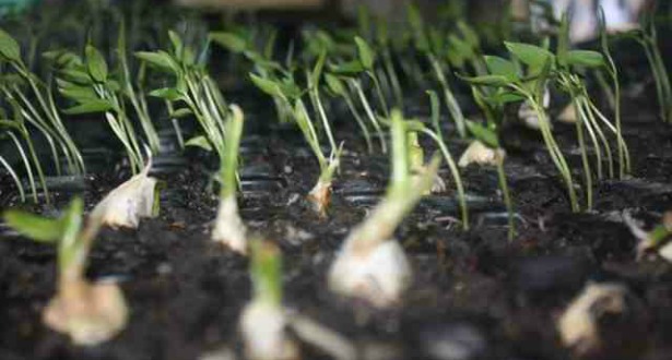 Seedlings615.jpg