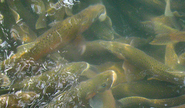 hatchery crowd lg.jpg