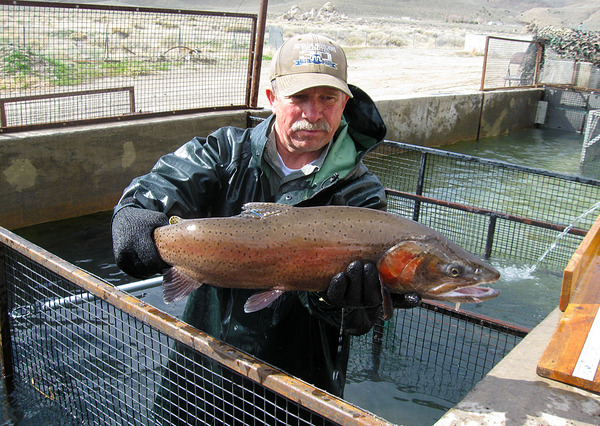 tagging trout lg.jpg