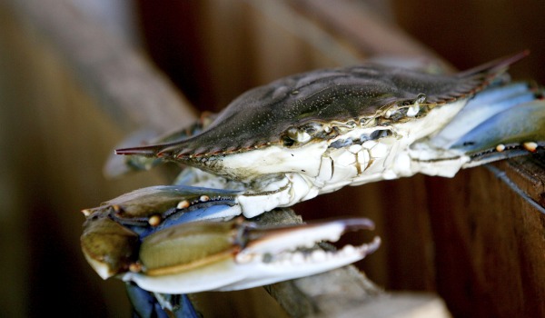 crab_wide.jpg