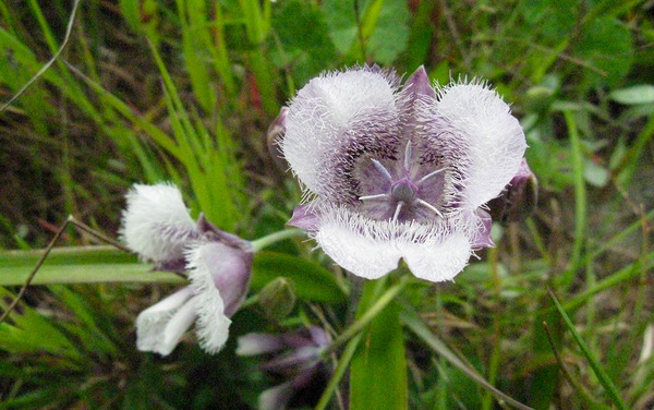 pussy ears flower lg.jpg