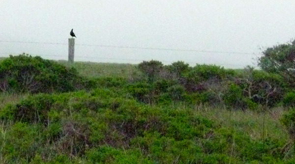 quail on fence lg.jpg