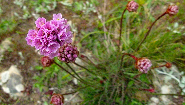 sea pink flowers lg.jpg