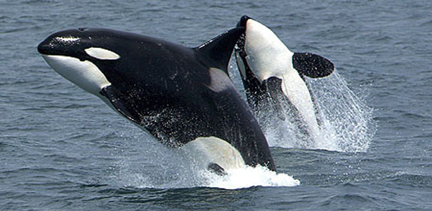 Orcas-WikiC-Post.jpg