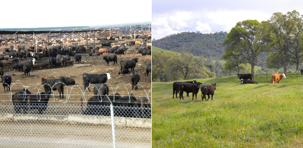 EstabrookFeedLots2-Post.jpg