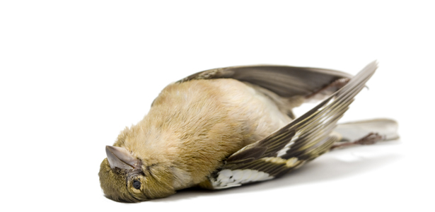 BirdFluSS-Post.jpg