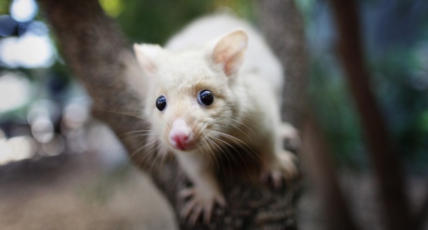 Why is possum condemned in New Zealand? - Quora