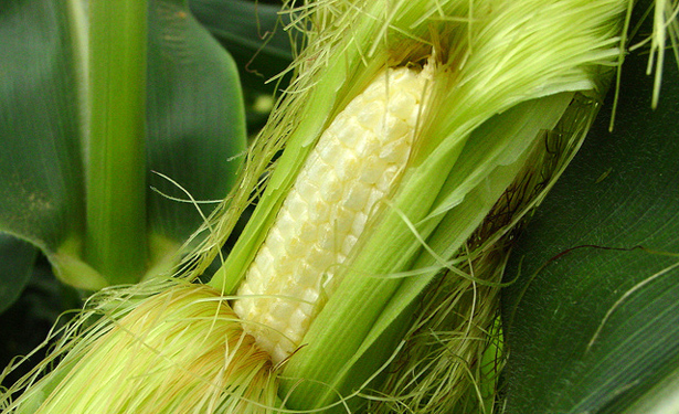 corn-615.jpg