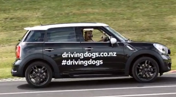 driving dog x3.jpg