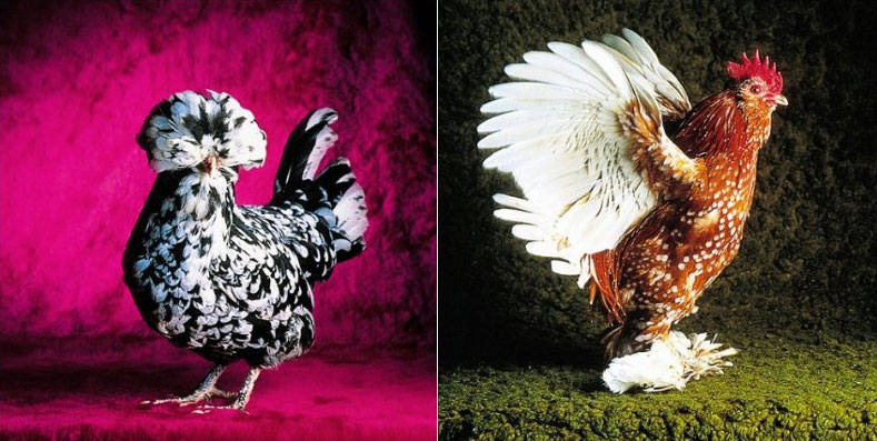 Natural Design Fancy Chickens And The People Who Love Them The Atlantic