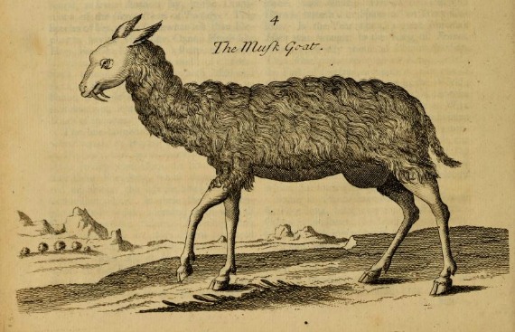 goat570.jpg