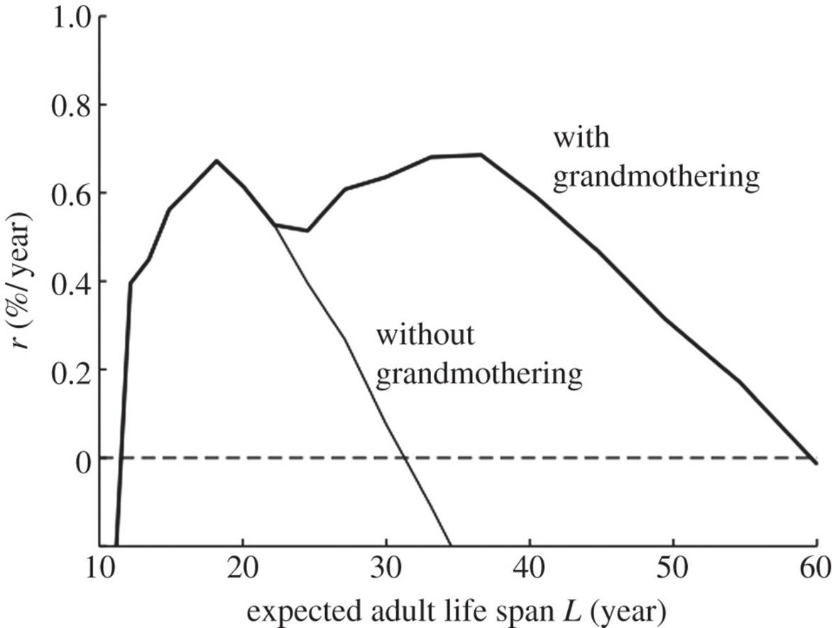 Grandmothers Are Evolutionarily and Biologically Unique