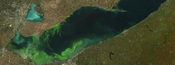 image003-algae2.jpg