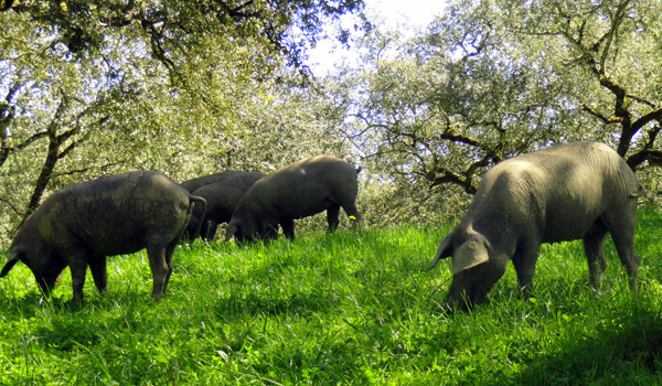 How Animal Welfare Leads to Better Meat: A Lesson From Spain - The Atlantic
