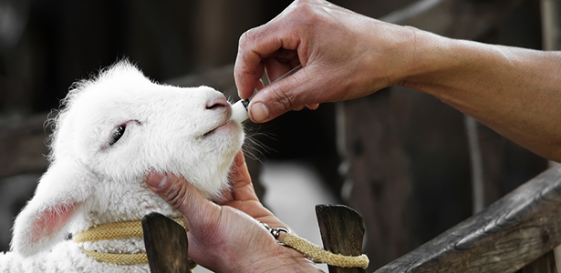 Sea kelp powder supplier Sea kelp powder supplier