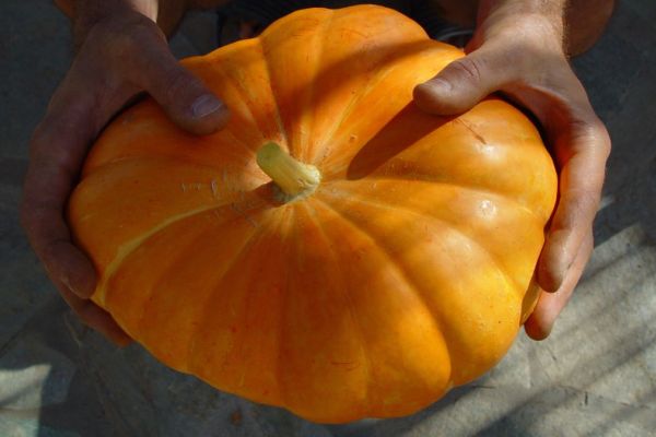 pumpkin_slideshow_1.jpg