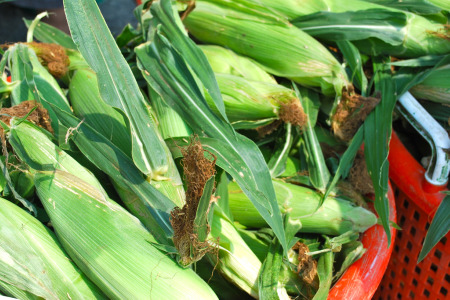 When are Sweetcorn ready to pick?