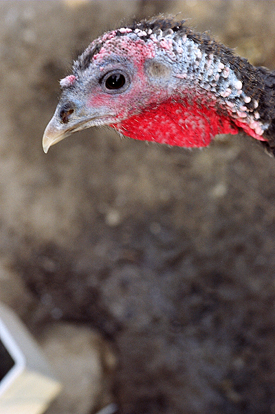 turkeys1.jpg