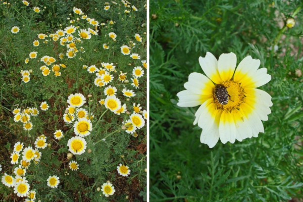 wild_chrysanthemum_11.JPG