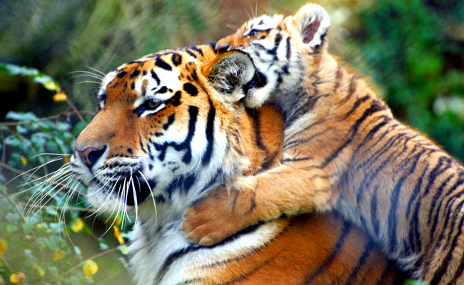 the-drawbacks-of-being-a-tiger-parent-now-proven-by-science-the-atlantic