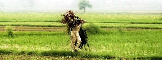 Indian-Farmer-Banner.jpg