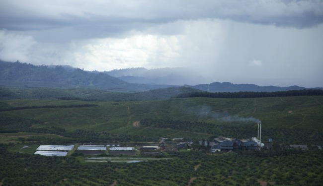 Palm oil article banner.jpg