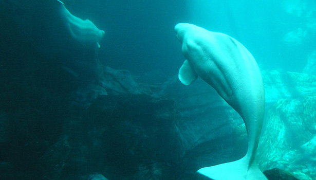 The Aquarium Politics of the Global Beluga-Whale Trade - The Atlantic