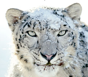 mac os x snow leopard disc