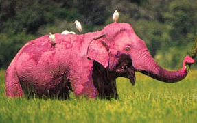 pink_elephant.jpg