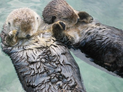 otter hands.jpg