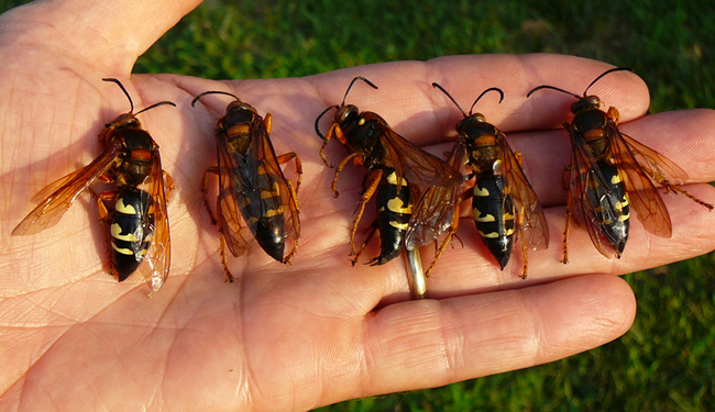 cicadakillers.jpg