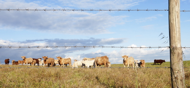 cows2-top.jpg