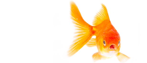 goldfish5.jpg