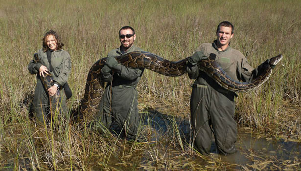 alligator eats snake