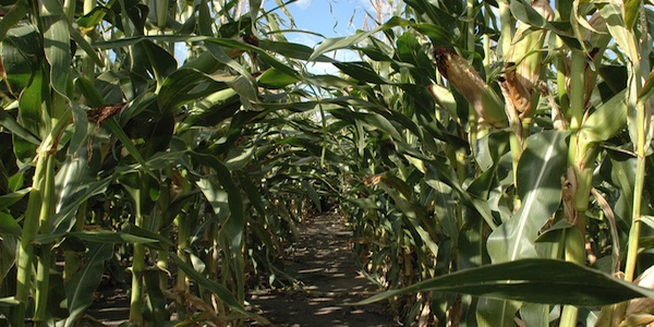 corn fields.jpg