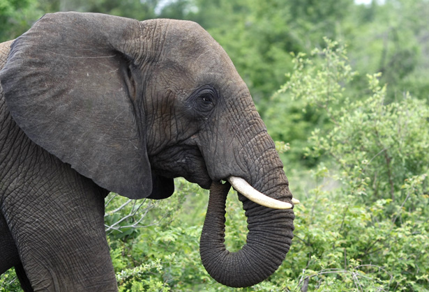 What Is It About an Elephant's Tusks That Make Them So Valuable? - The