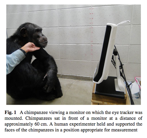 chimp-viewing.jpg